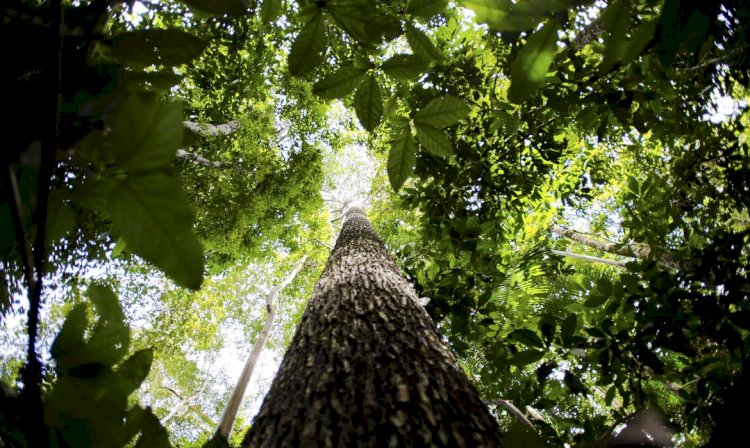 Ação na Paulista pede apoio para aprovação de leis pelo meio ambiente