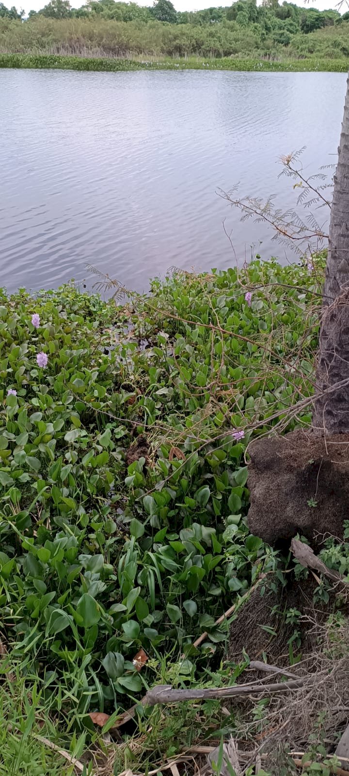 Bombeiro de folga salva empresário de ataque de abelhas no Pantanal