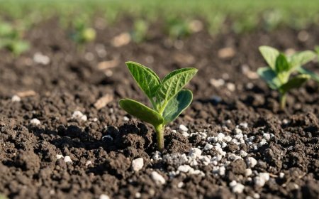 Mineradora Monte Karlo:  Solo equilibrado, planta mais forte — calcário potencializa a absorção de NPK e micronutrientes