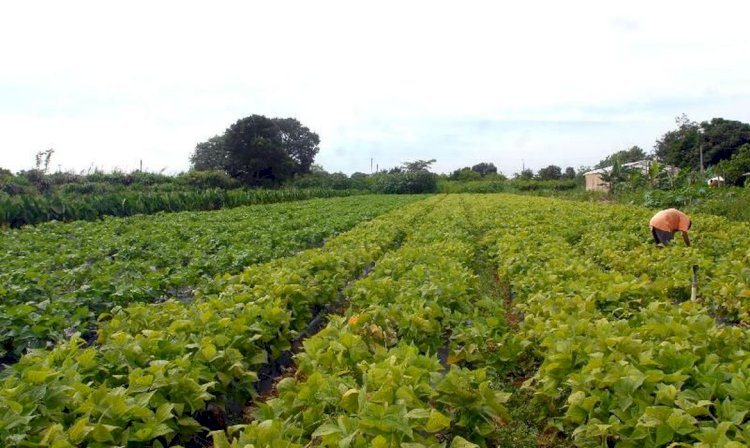 CMN eleva limites de financiamento para a agricultura familiar